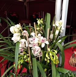 Horario de apertura Centro de jardinería Verns, Sant Just Desvern
