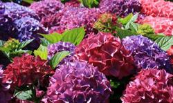 Horario de apertura Herboristería en Valencia Hydrangea, 