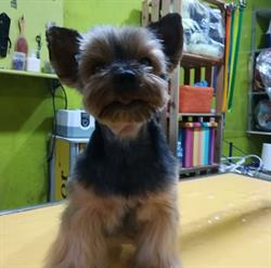 Horario de apertura PELUQUERIA CANINA GUAUPETONES, Burgos