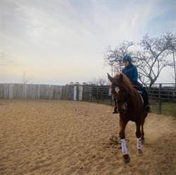 Horario de apertura Caminando con caballos, San Felismo