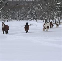 Horario de apertura La morada del caballo, El Espinar
