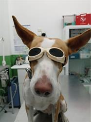 Horario de apertura Clínica Veterinaria María Pilar Añón, Borja