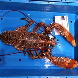 Horario de apertura Pescados mendez S.coop., Puerto de Mazarrón