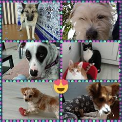 Horario de apertura Clinica Veterinaria Nerja, 