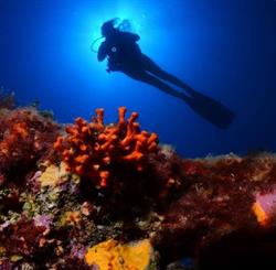 Horario de apertura Octopus Diving Denia,