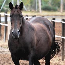 Horario de apertura MIÑO, Torrevieja