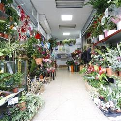 Horario de apertura Floristería Miranda, Las Palmas de Gran Canaria