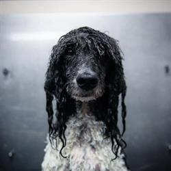Peluquería Canina Rubens en Barcelona (Sant Andreu) - Horario de apertura