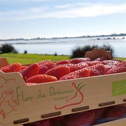 Horario de apertura Flor de Doñana Biorganic, Almonte