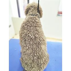 Horario de apertura D’ Huellas Peluquería Canina, Cieza
