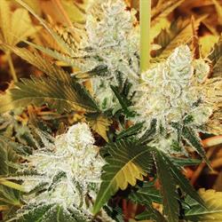 Horario de apertura El Grow de Maria - Grow Shop, Cartagena