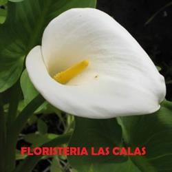 Horario de apertura Floristeria Las Calas, Bigastro