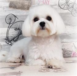 Horario de apertura Peluquerìa Canina/Felina Pompitas, Puertollano