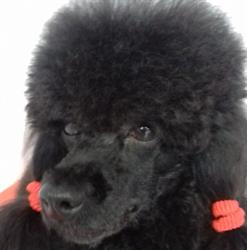 Horario de apertura NANA Peluqueria Canina y Spa, Portugalete