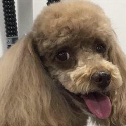 Horario de apertura Peluquería Canina y Felina Nieves Manzano Sendra, L'Eliana