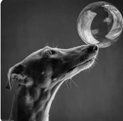 Horario de apertura Píccolo peluquería canina, Cabezón de la Sal