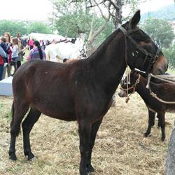 Horario de apertura Hípica Can Prats, Sant Esteve Sesrovires