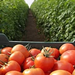 Horario de apertura Viveros El Disco Plantas de Huerta y Hortalizas, Roa