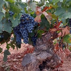 Horario de apertura Bodegas Garcia de Lara, Villarrubia de Santiago