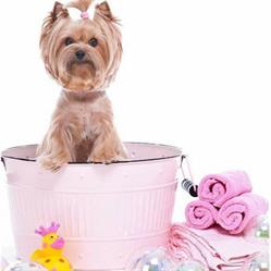 Horario de apertura Beauty Dog Spa, Arona
