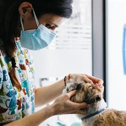 MAVET Centro Veterinario en Gijón (Centro) - Horario de apertura