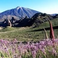 Horario de apertura Asociación de Mayores Flores del Teide, Santa Cruz de Tenerife