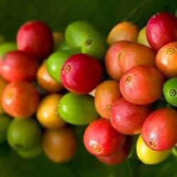 Horario de apertura Fusion CAFE, Crevillent