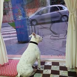Horario de apertura Peludos & Pelados, Madrid