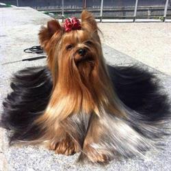 El Arte del Grooming en Madrid (Centro) - Horario de apertura