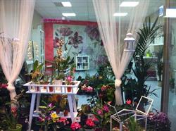 Horario de apertura Casa Floral Palmira, Motril