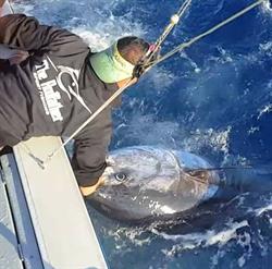 Horario de apertura The Rodfather Tenerife Fishing, Adeje