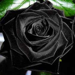 Horario de apertura LA ROSA NEGRA FLORISTERÍA, La Vall d'Uixó