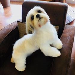 Peluqueria canina y felina Mi Guau en Gijón (Sur) - Horario de apertura