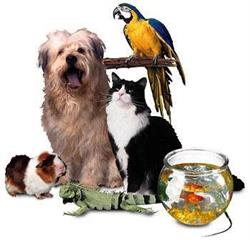 Horario de apertura DOGS Martorell, 