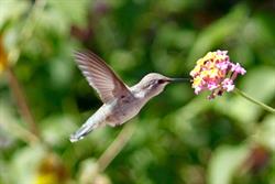 Colibrí en Valencia (Jesús) - Horario de apertura