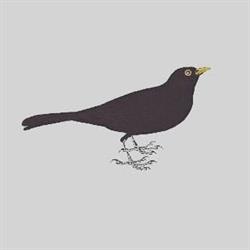 Horario de apertura Blackbird Pontevedra, 