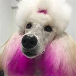 Horario de apertura MIMS luxury pet care, Cardedeu