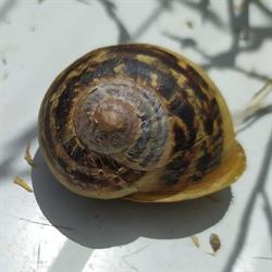 Horario de apertura Caracoles de Sayago, Villar del Buey