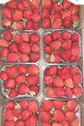 Horario de apertura Fruites del Carme, Alcover