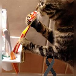 Astaroth Veterinaria en Córdoba (Levante) - Horario de apertura