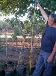Horario de apertura PLANTERO DE OLIVOS LAS VIÑAS DE PEDRERA SL, Pedrera