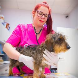 Horario de apertura Animalex Centro Veterinario, Puebla de Sancho Pérez