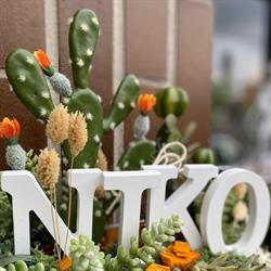 Horario de apertura La tienda de Niko, Arrigorriaga