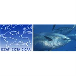 Horario de apertura Iccat, Madrid