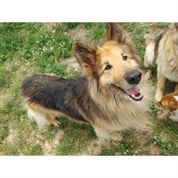 Horario de apertura Guardería Canina Villa Perruana, Valencia