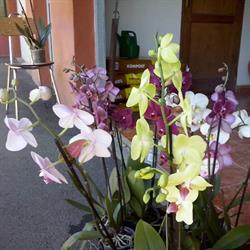Horario de apertura Garden El PINO S.L., El Paso