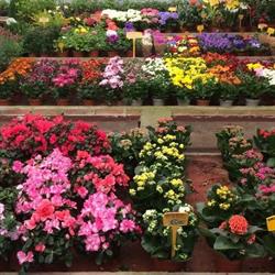 Horario de apertura Viveros Vidal Garden, Lebrija