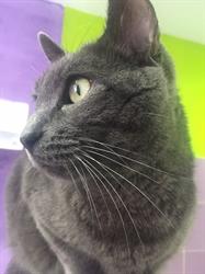 Horario de apertura Clinica Veterinaria El Gato Gris, Cádiz