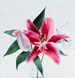 Horario de apertura Muflor, Santomera