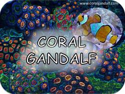 Horario de apertura Coral Gandalf, Arriondo